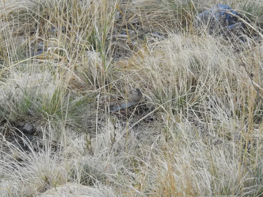 File:Upland Pipit Anthus sylvanus by Dr. Raju Kasambe DSCN3643 (2).jpg