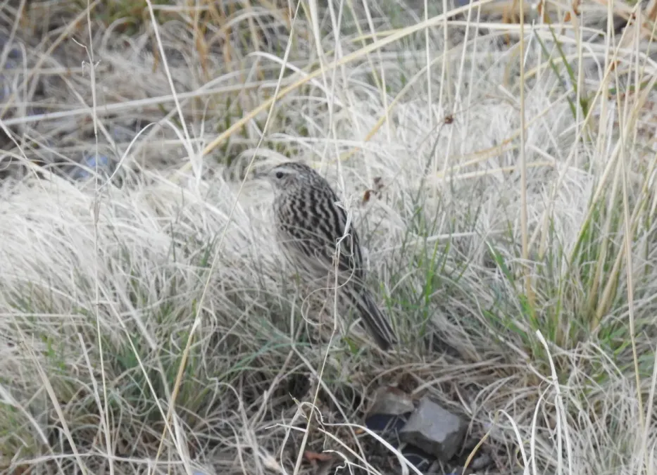 File:Upland Pipit Anthus sylvanus by Dr. Raju Kasambe DSCN3643 (4).jpg