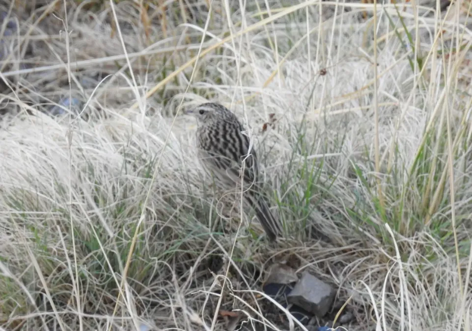 File:Upland Pipit Anthus sylvanus by Dr. Raju Kasambe DSCN3643 (5).jpg