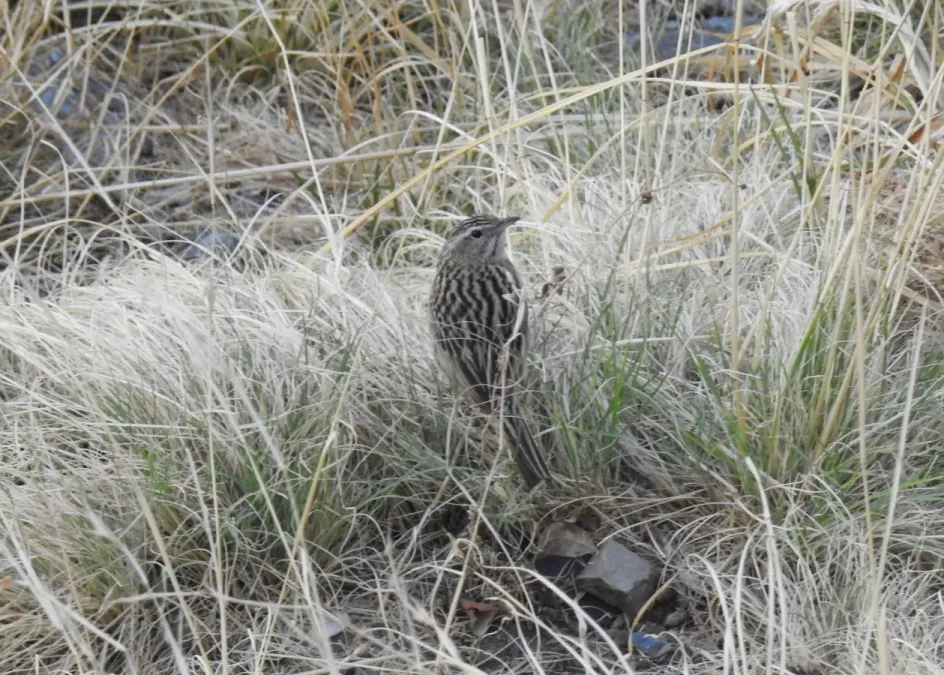 File:Upland Pipit Anthus sylvanus by Dr. Raju Kasambe DSCN3643 (6).jpg