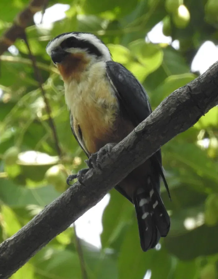 File:Collared Falconet Microhierax caerulescens by Dr. Raju Kasambe DSCN2045 (3).jpg