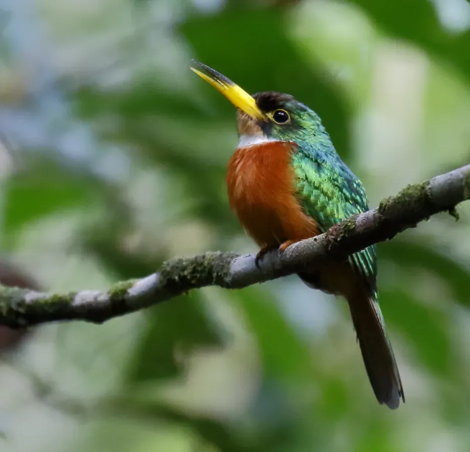 File:Galbula albirostris - Yellow-billed jacamar (male).jpg