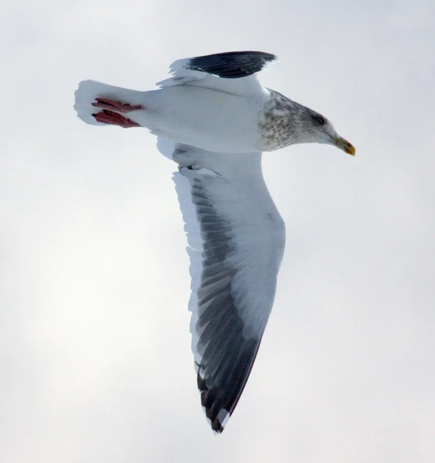 File:Larus schistisagus winter.jpg