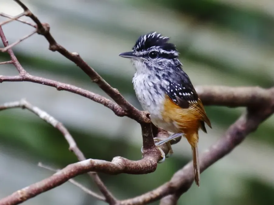 File:Hypocnemis cantator - Warbling antbird (male).jpg