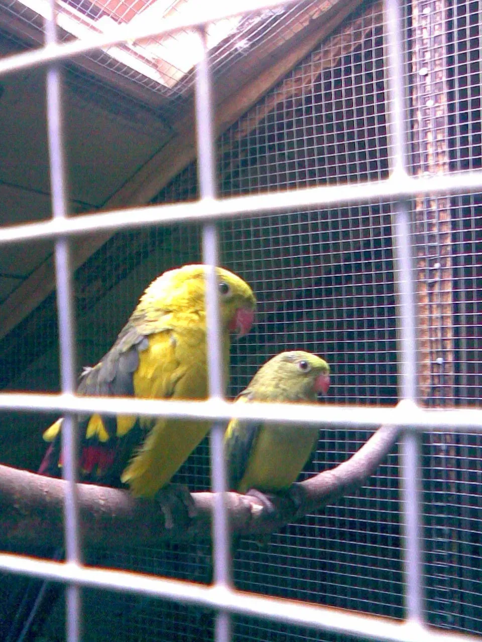 File:Polytelis anthopeplus -two captive-6a.jpg