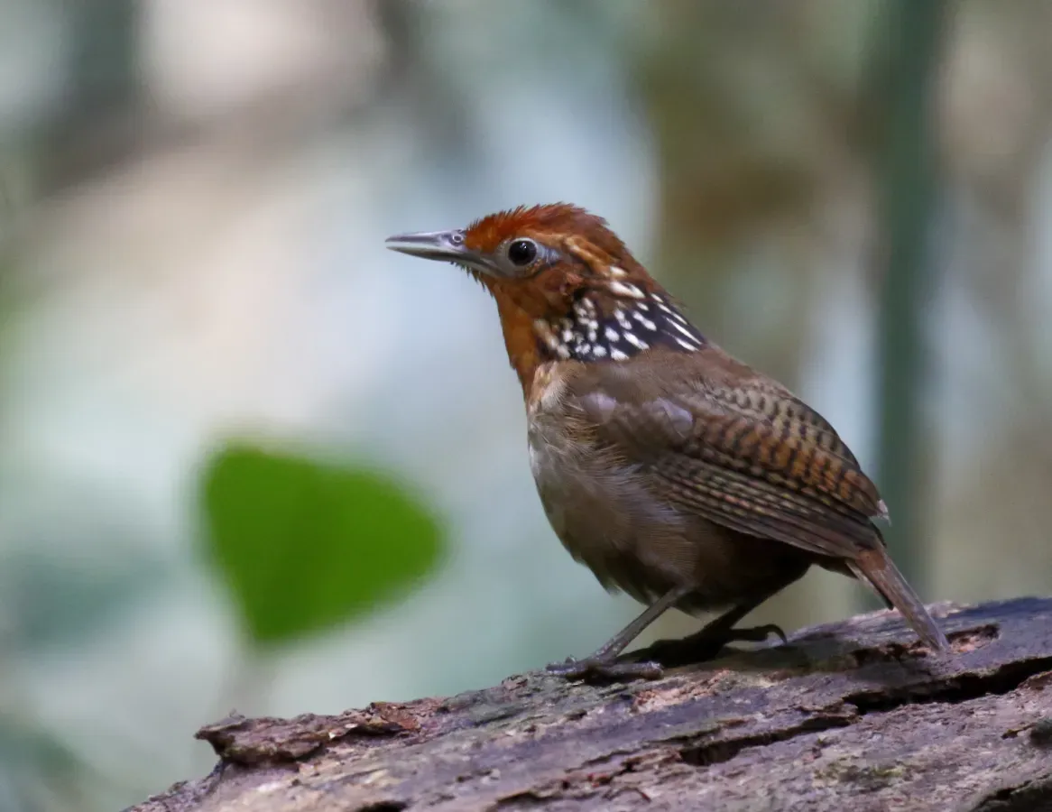 File:Cyphorhinus arada arada - Musician wren, Pte. Figueiredo, Amazonas, Brazil.jpg