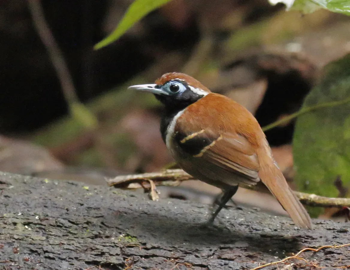 File:Myrmoderus ferrugineus - Ferruginous-backed antbird (male), Pte. Figueiredo, Amazonas, Brazil.jpg