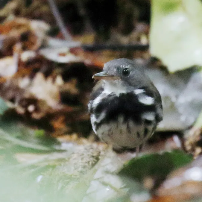 File:Corythopis torquatus - Ringed antpipit, Pte. Figueiredo, Amazonas, Brazil.jpg