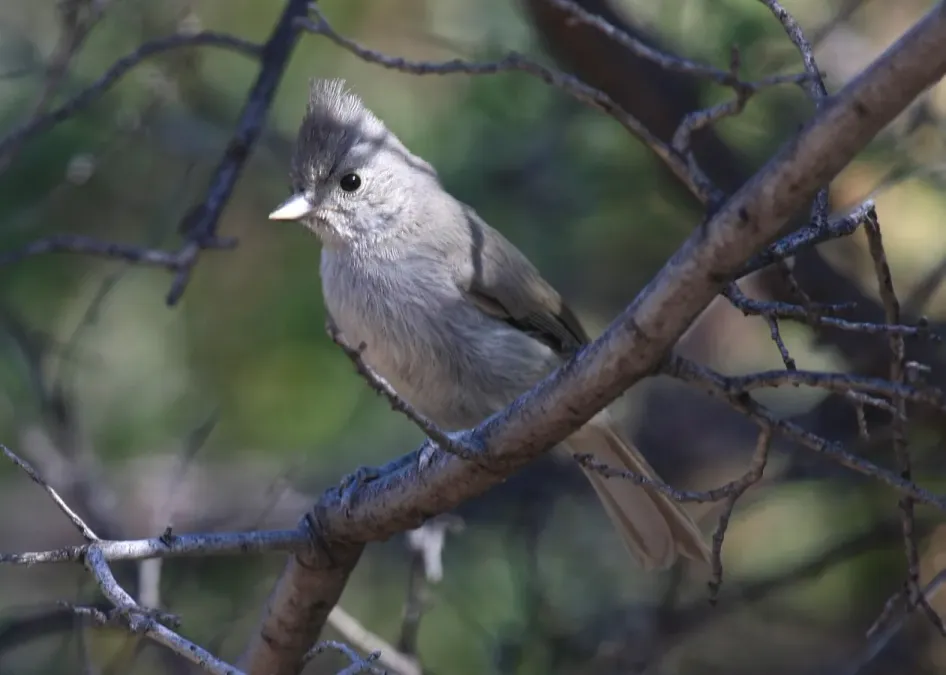 File:Baeolophus ridgwayi Arizona.jpg