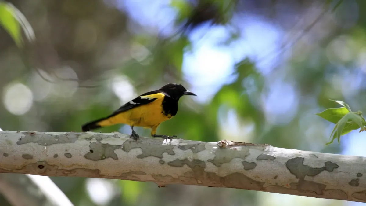 File:Icterus parisorum Arizona.jpg