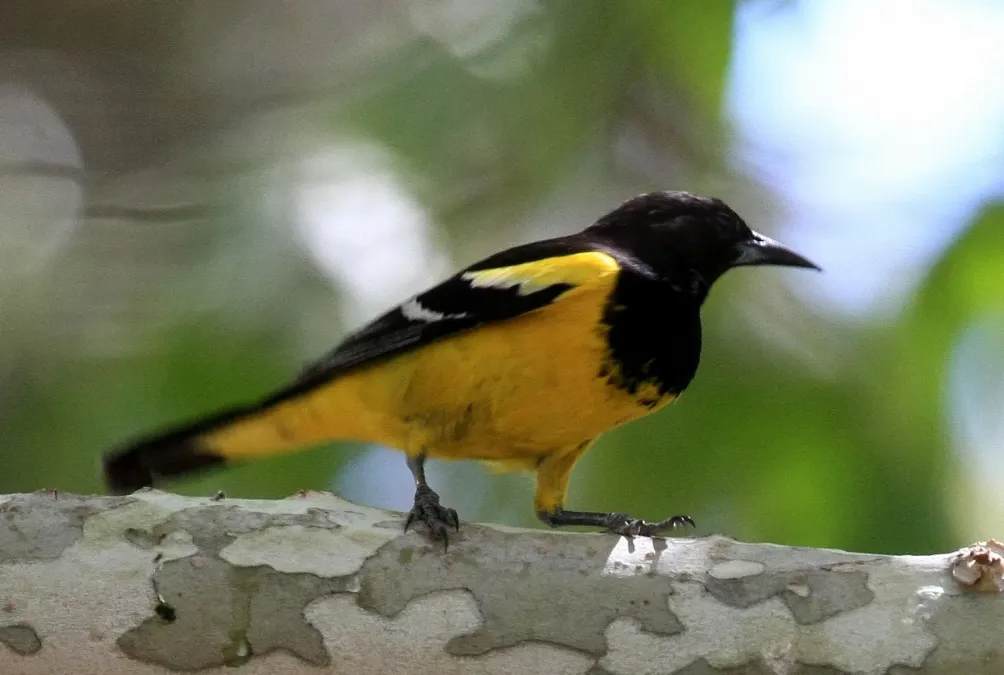 File:Icterus parisorum Arizona crop.jpg