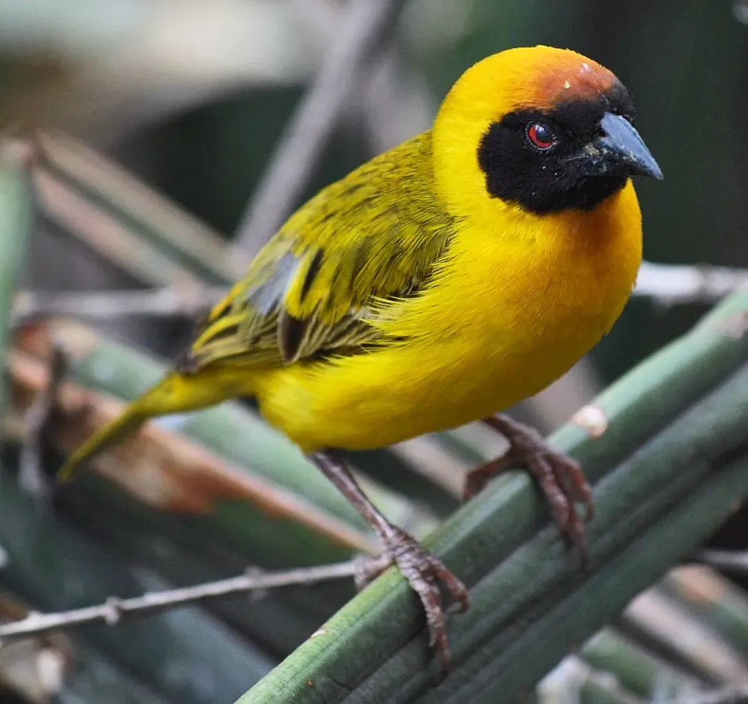 File:Ploceus vitellinus, Serengeti, Tanzania 1.jpg