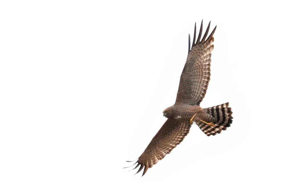 File:Spotted Harrier (Circus assimilis) - Goulburn River National Park.jpg