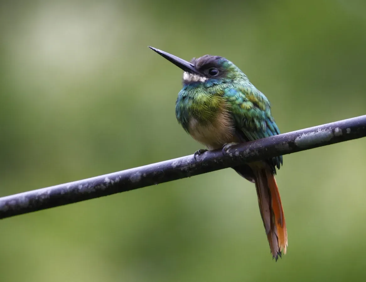 File:Galbula tombacea - White-chinned Jacamar, Careiro da Várzea, Amazonas, Brazil.jpg