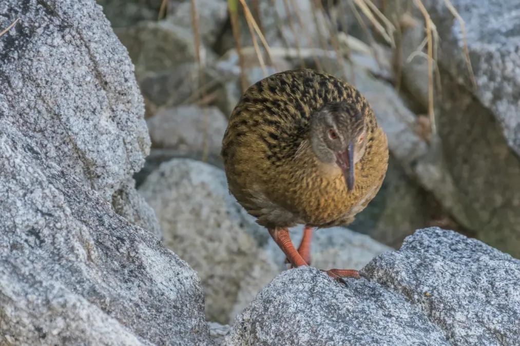 File:Gallirallus australis in Abel Tasman NP 06.jpg