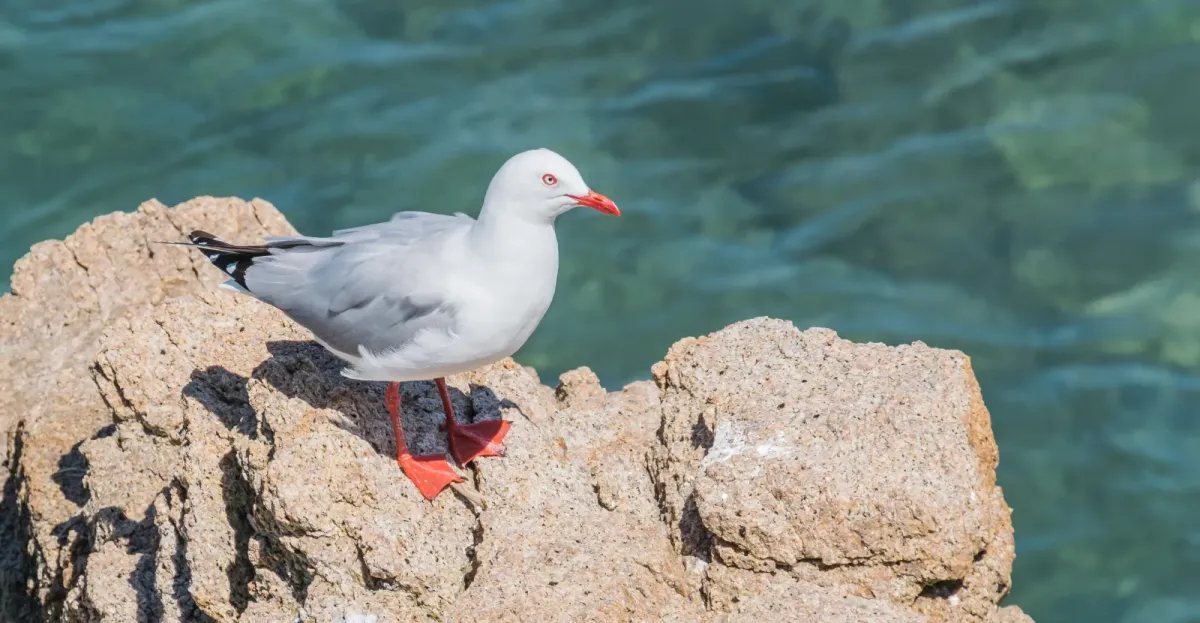 File:Chroicocephalus novaehollandiae in Abel Tasman NP 01.jpg