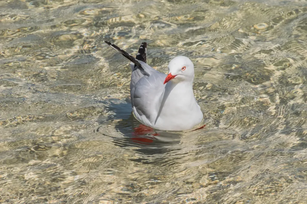 File:Chroicocephalus novaehollandiae in Abel Tasman NP 04.jpg