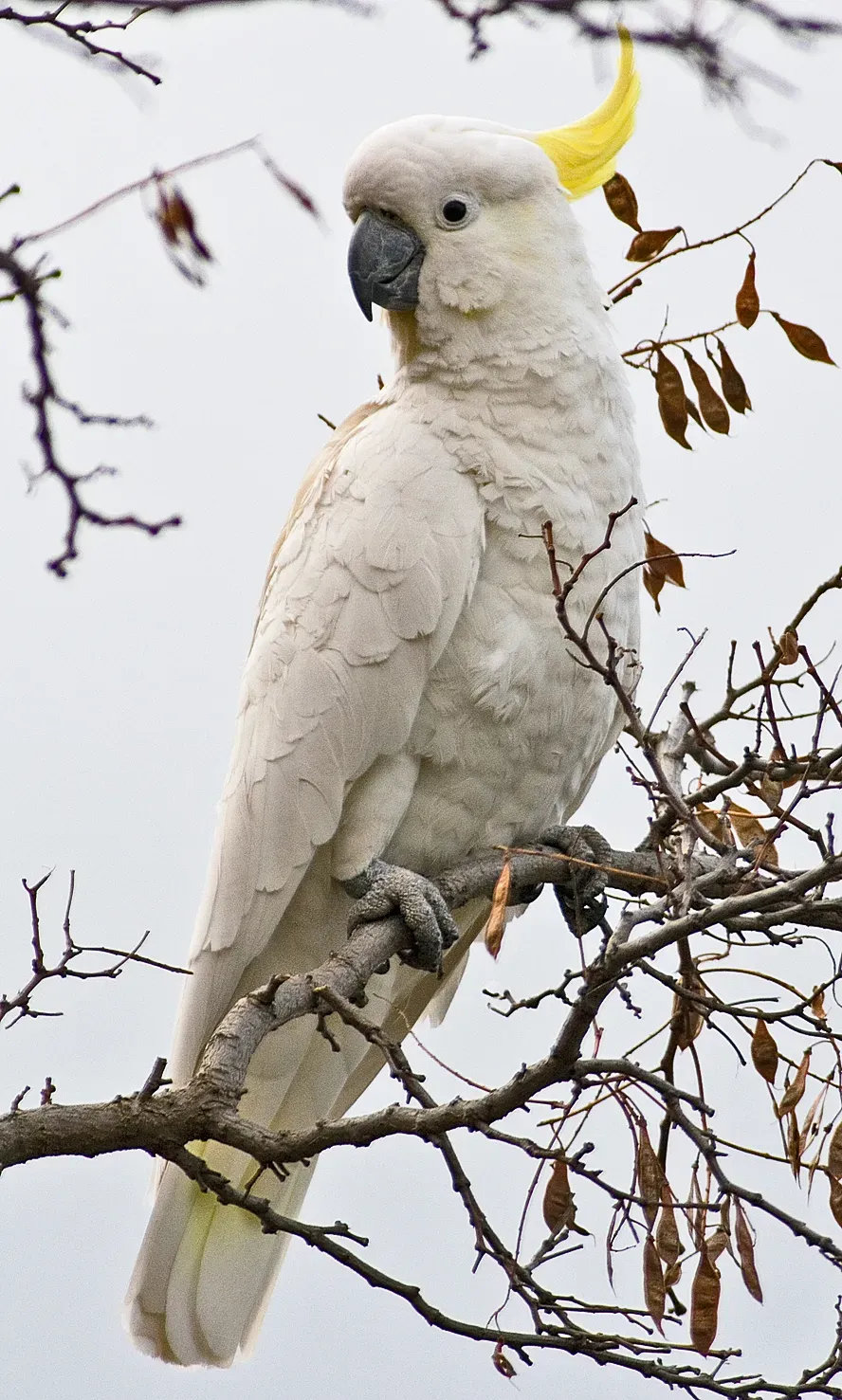 File:Cacatua galerita Tas 2.jpg