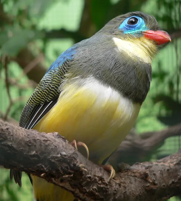 File:Sumatra-Trogon Apalharpactes mackloti 090501 We 225.JPG