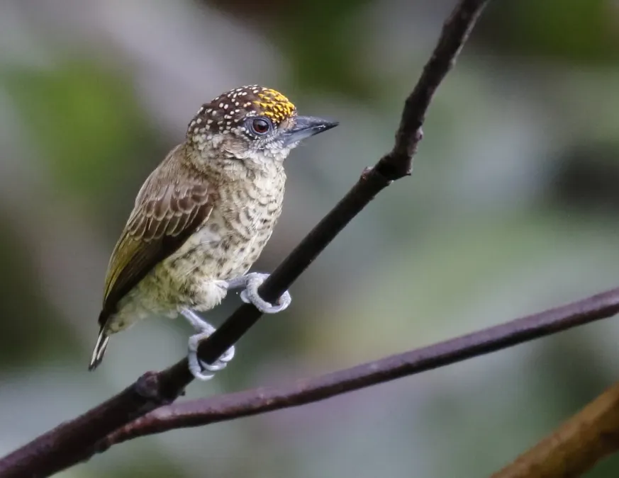 File:Picumnus aurifrons - Bar-breasted Piculet (male), Careiro da Várzea Amazonas, Brazil.jpg