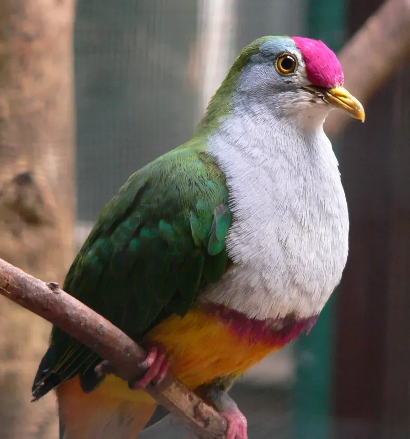 File:Rotkappen-Fruchttaube Ptilinopus pulchellus090501 We 267.JPG