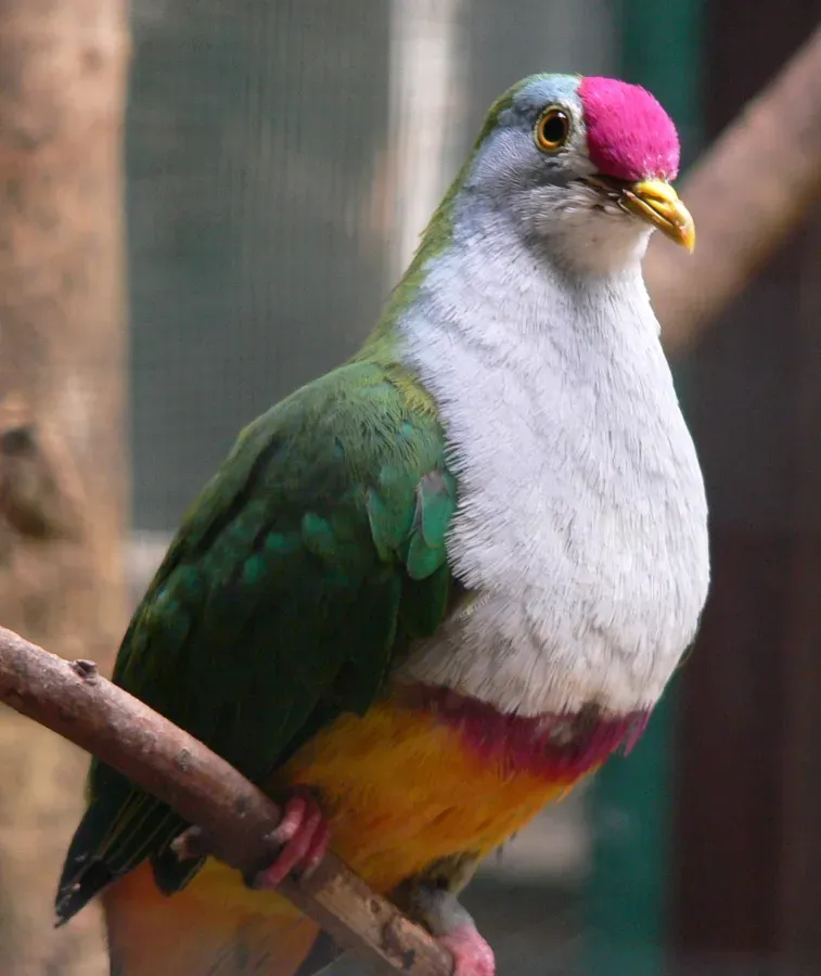 File:Rotkappen-Fruchttaube Ptilinopus pulchellus090501 We 268.JPG