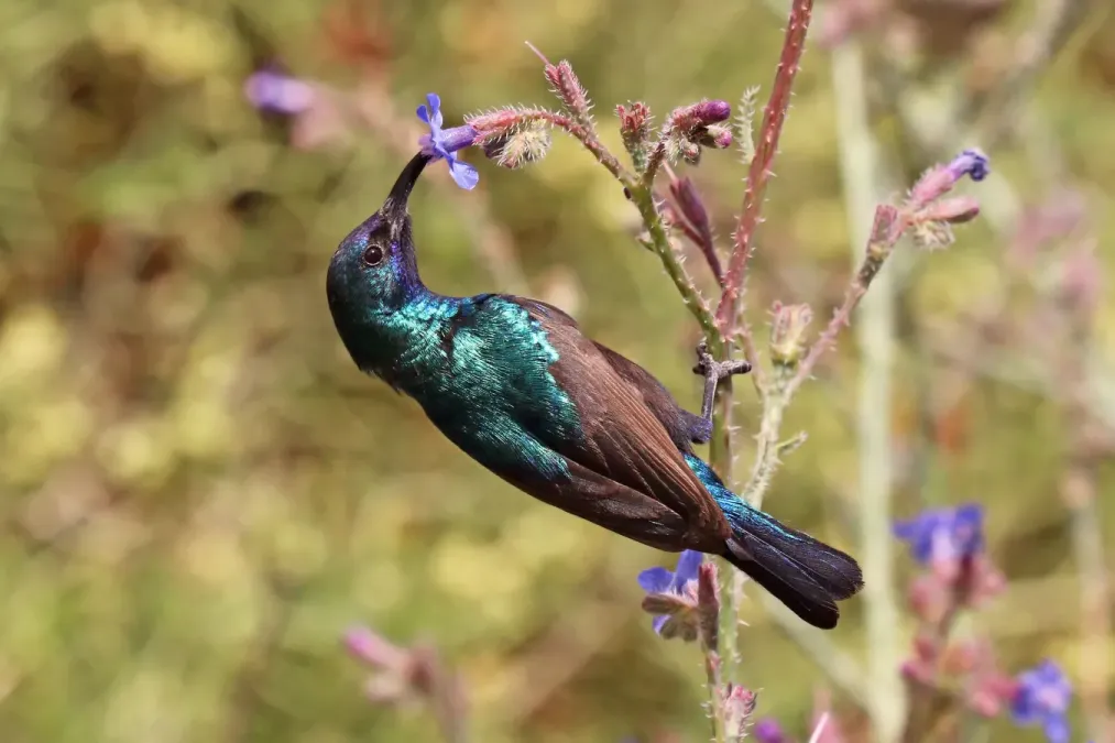 File:Palestine sunbird (Cinnyris osea osea) male.jpg