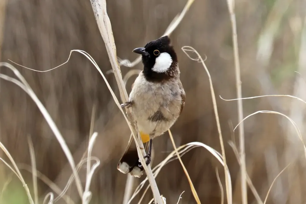 File:White-eared bulbul (Pycnonotus leucotis mesopotamia) Jordan.jpg