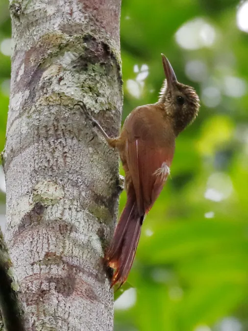 File:Dendrocolaptes certhia certhia - Amazonian barred woodcreeper, Pte. Figueiredo, Amazonas, Brazil.jpg