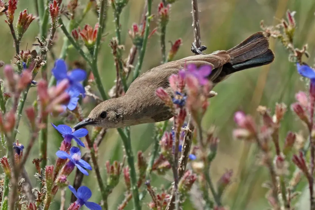 File:Palestine sunbird (Cinnyris osea osea) female.jpg