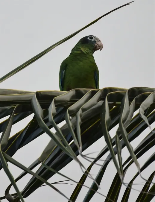File:Blaukronenamazone (Amazona ventralis) .jpg