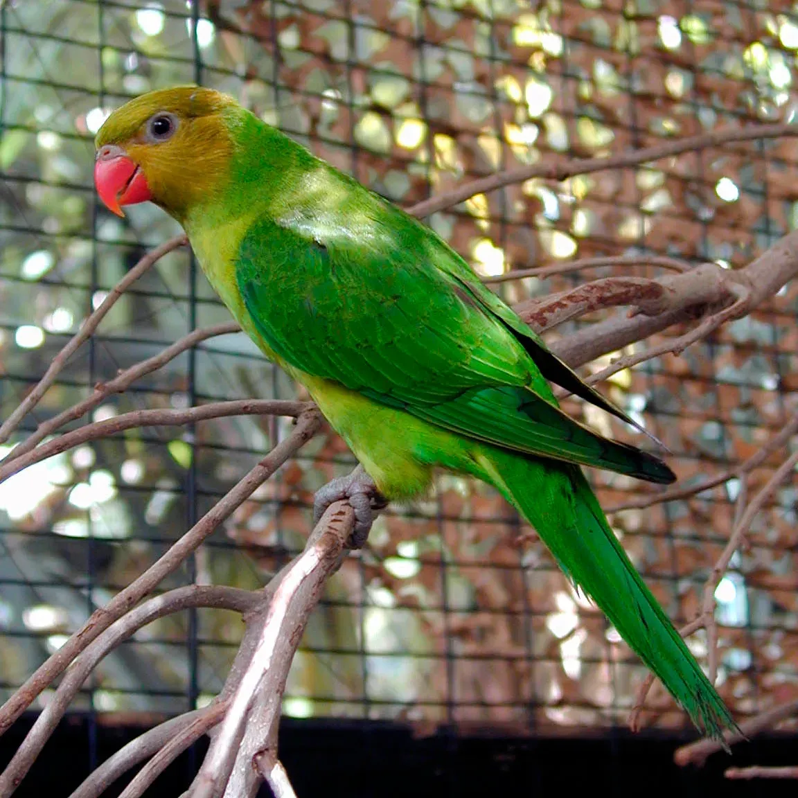 File:Trichoglossus euteles -captive-8a-3c.jpg
