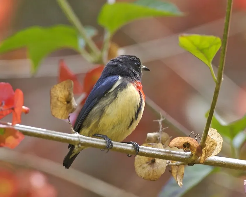File:Blood-breasted Flowerpecker- male (Dicaeum sanguinolentum).jpg