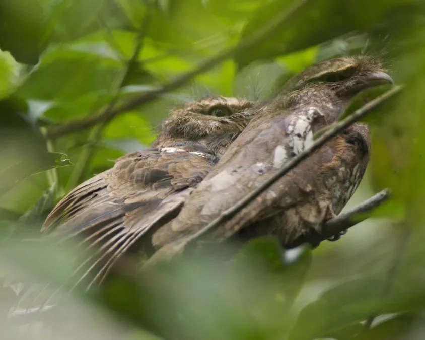 File:Javan Frogmouth (Batrachostomus javensis).jpg