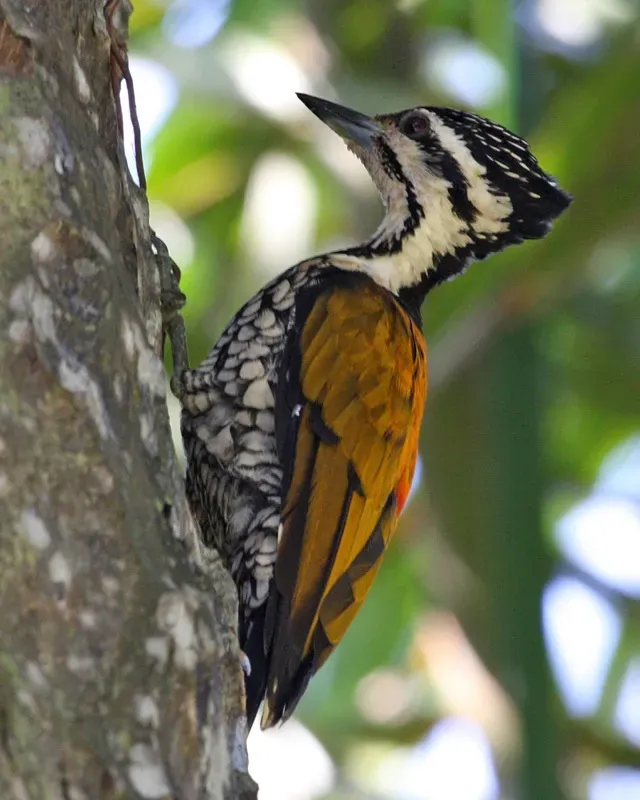 File:Common Flameback - female (Dinopium javanense).jpg