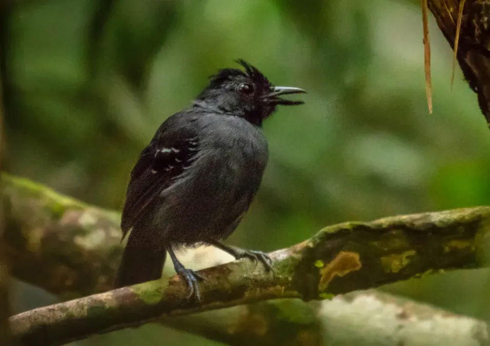 File:Percnostola rufifrons subcristata - Black-headed antbird (male), Presidente Figueiredo, Amazonas, Brazil.jpg