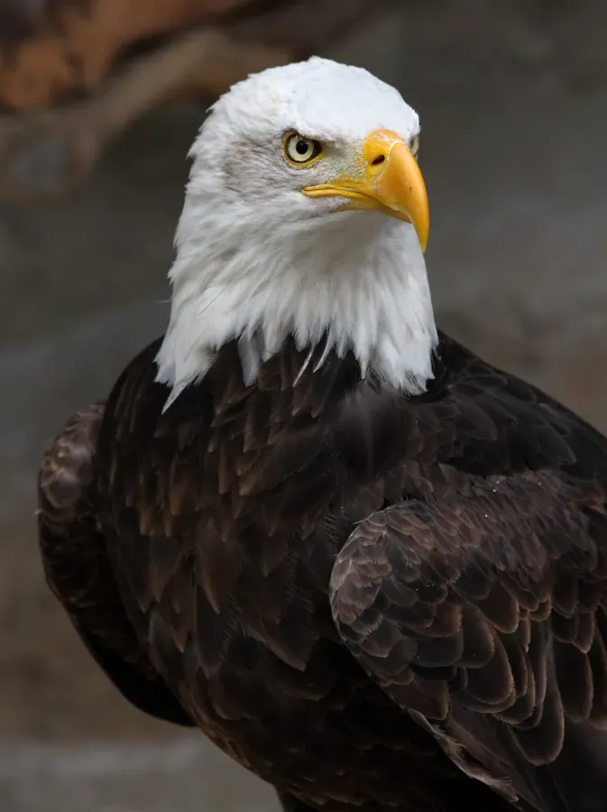 File:Weisskopf Seeadler haliaeetus leucocephalus 8 amk.jpg