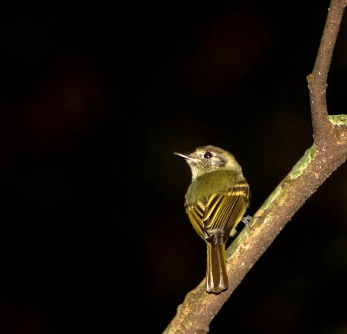 File:CABEÇUDO (Leptopogon amaurocephalus).jpg