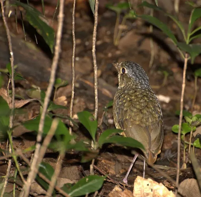 File:Grallaria varia.jpg