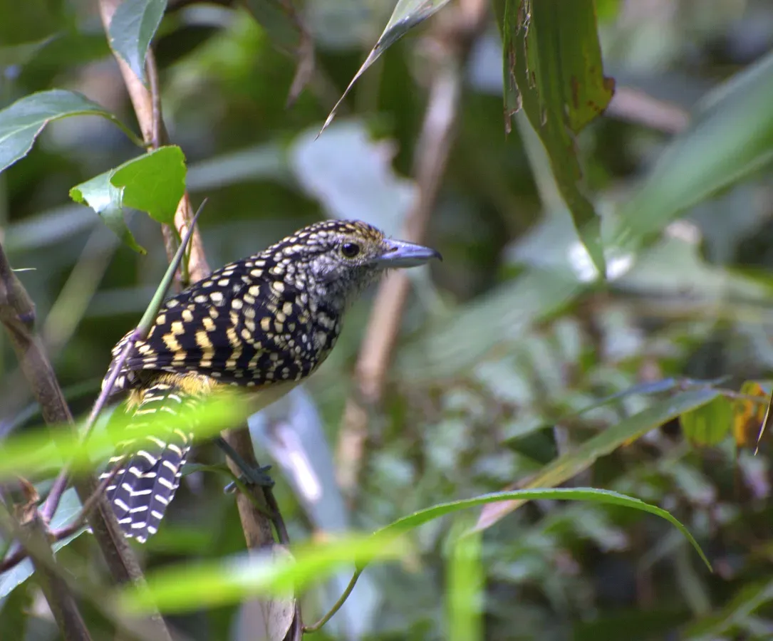 File:Hypoedaleus guttatus.jpg