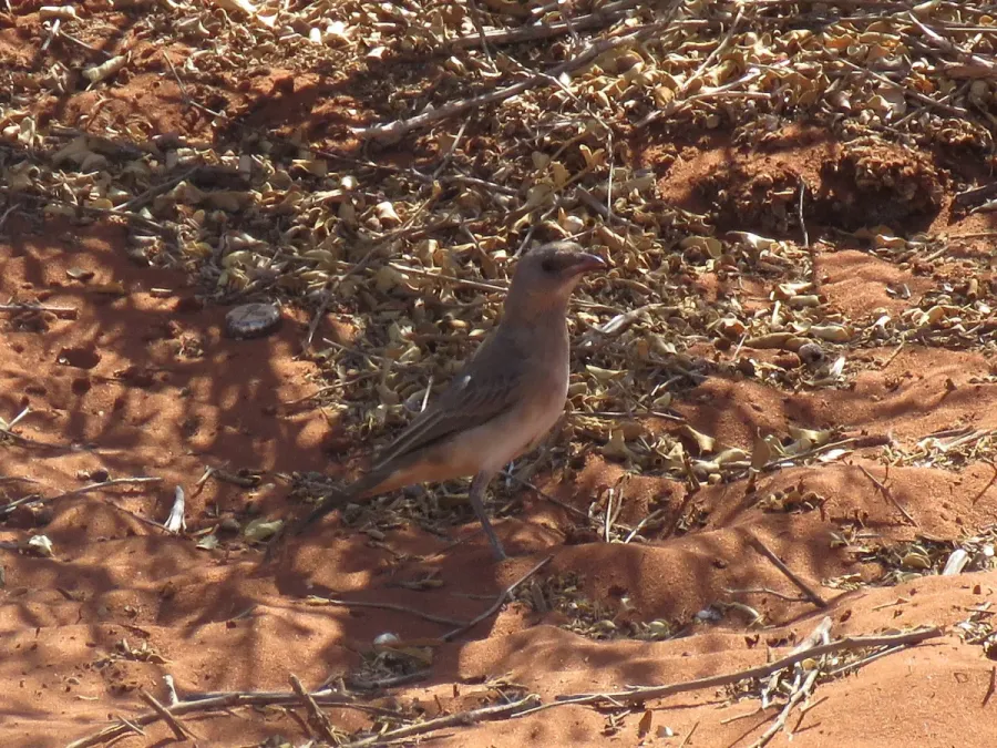 File:Oreoica gutturalis (39958380052).jpg