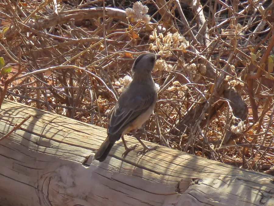 File:Oreoica gutturalis (39958381082).jpg