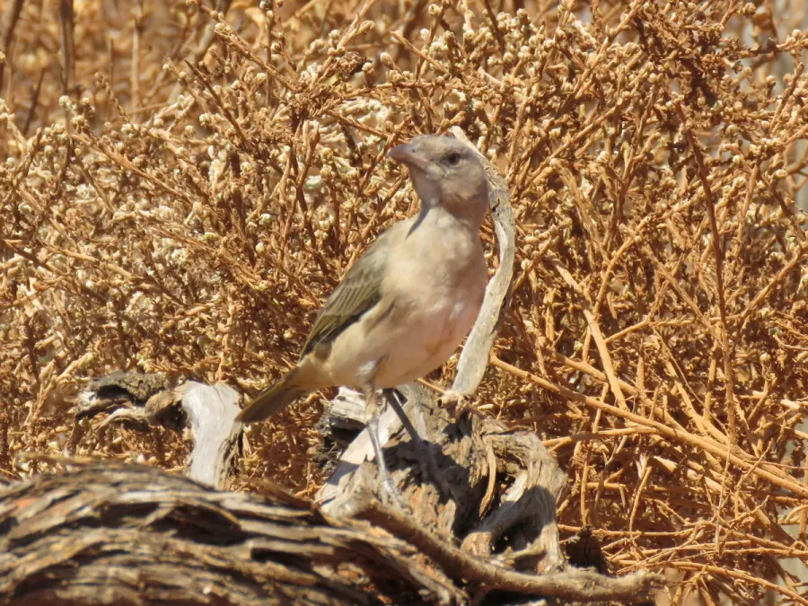 File:Oreoica gutturalis (39989764741).jpg