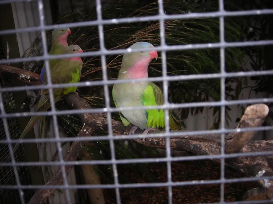 File:Polytelis alexandrae -captive -Australia-4a.jpg
