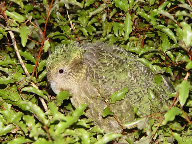 File:Strigops habroptilus, camouflage.jpg