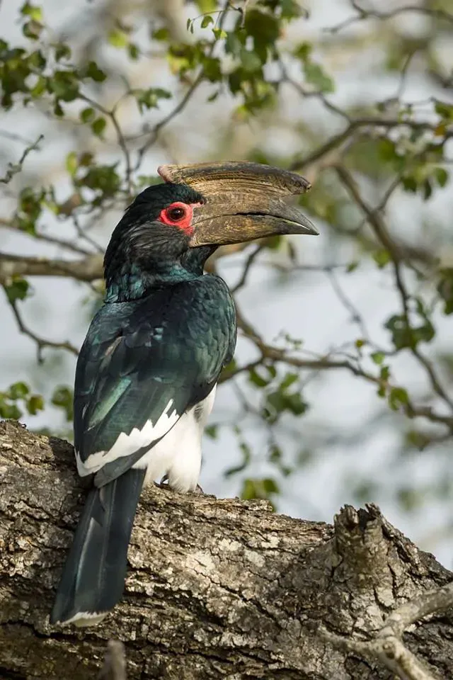 File:Bycanistes bucinator, Sabi Sands, Mpumalanga, South Africa 00.jpg