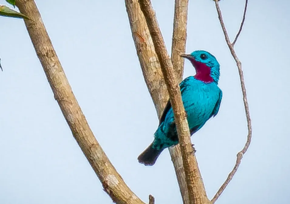File:Cotinga cayana - Spangled cotinga (male), Manacapuru, Amazonas, Brazil.jpg