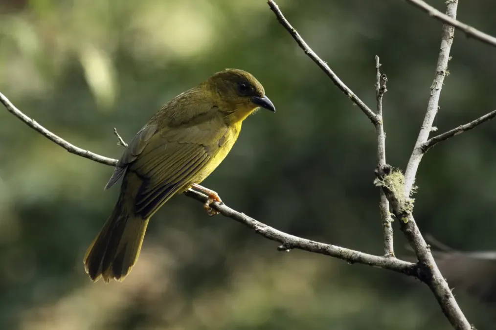File:Orthogonys chloricterus Intervales.jpg