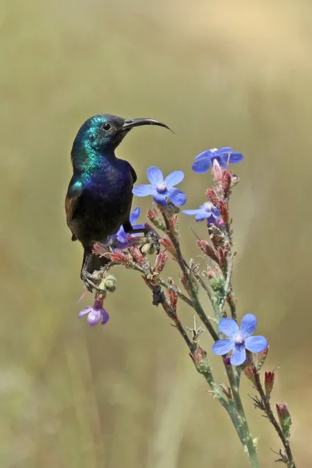File:Palestine sunbird (Cinnyris osea osea) male 3.jpg