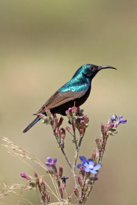 File:Palestine sunbird (Cinnyris osea osea) male 2.jpg
